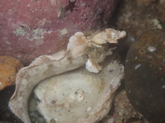 Paraclinus integripinnis