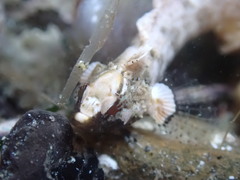 Paraclinus integripinnis