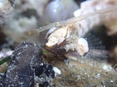 Paraclinus integripinnis