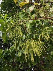 Crypteronia paniculata