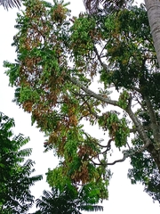 Ailanthus triphysa