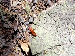 Sphictostethus nitidus