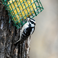 Dryobates pubescens pubescens