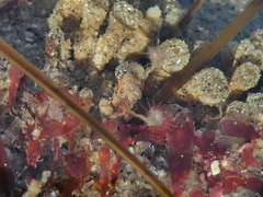 Tubulariidae