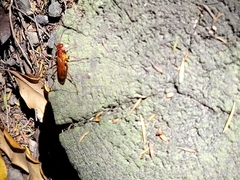 Sphictostethus nitidus