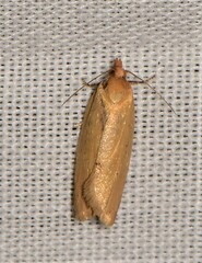 Clepsis divulsana