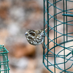 Haemorhous purpureus purpureus