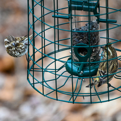 Haemorhous purpureus purpureus