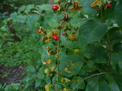 Celastrus paniculatus