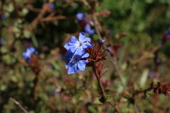 Ceratostigma plumbaginoides