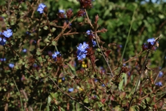 Ceratostigma plumbaginoides