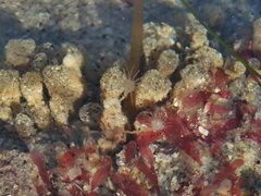 Tubulariidae