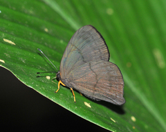 Euselasia brevicauda