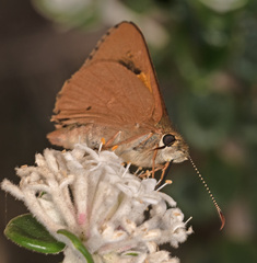 Hesperilla idothea