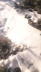 Lagomorpha
