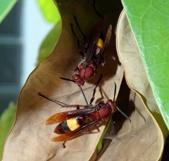 Polistes sagittarius