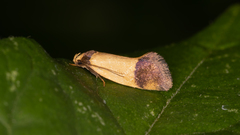 Oecophoridae