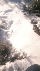 Lagomorpha