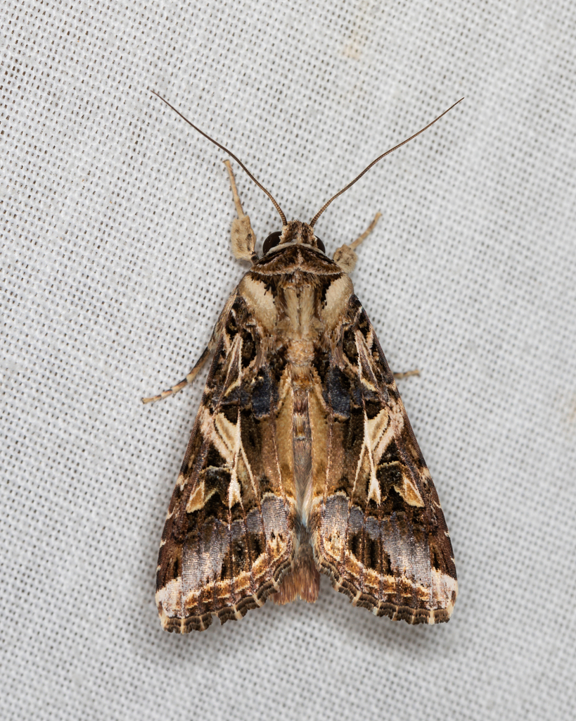Oriental leafworm moth