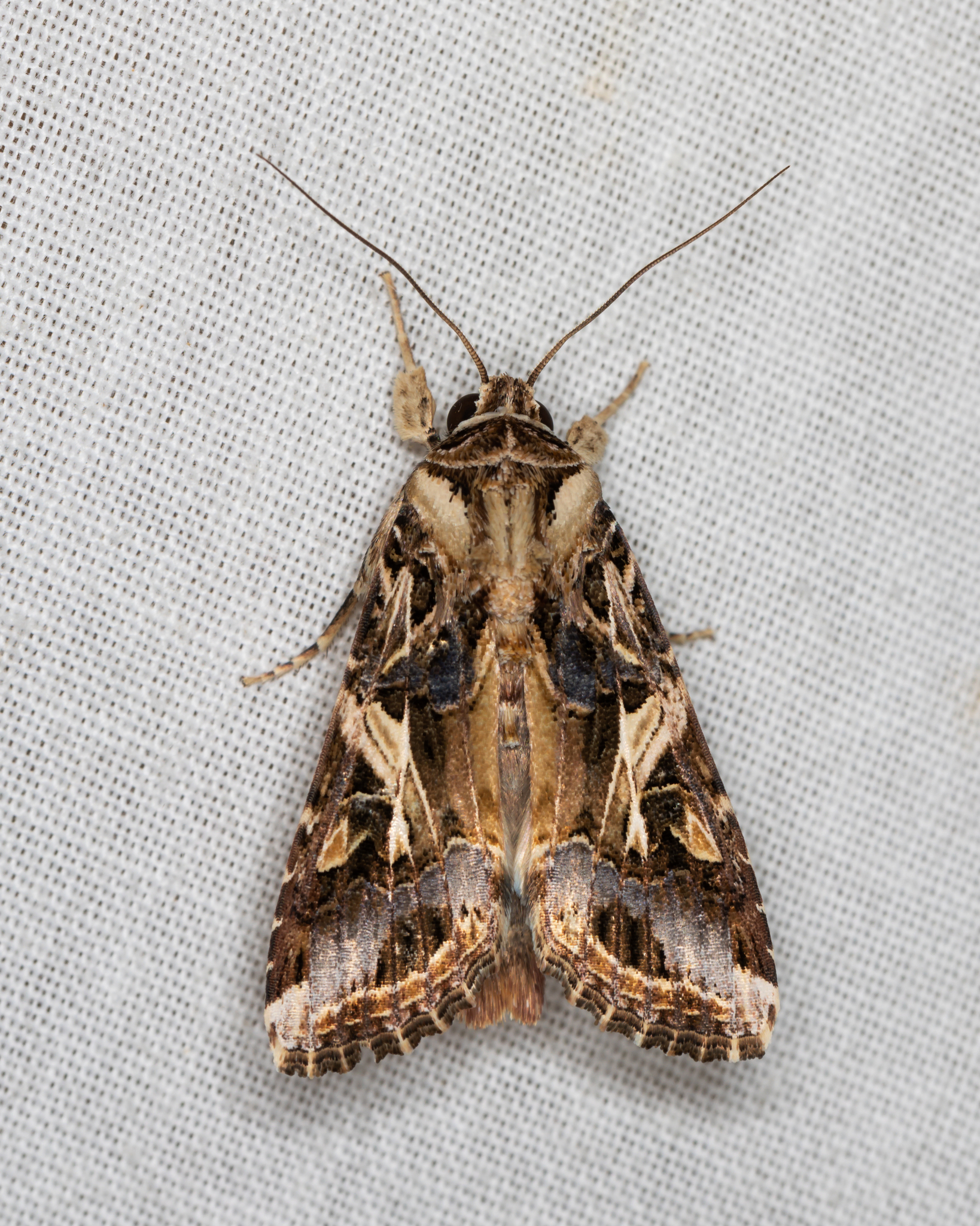 Oriental leafworm moth (Spodoptera litura) · iNaturalist