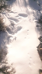Lagomorpha