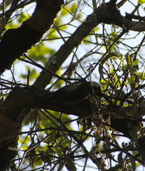 Dryobates stricklandi