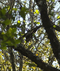 Dryobates stricklandi