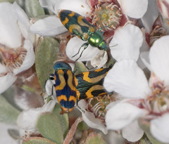 Castiarina flavopicta
