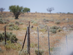 Aphelocephala leucopsis