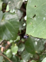 Glaucias amyoti