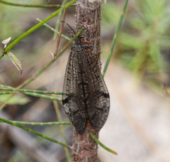 Glenoleon pulchellus