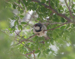 Passer domesticus indicus