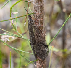 Glenoleon pulchellus