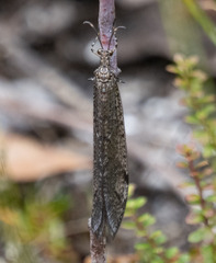 Glenoleon pulchellus