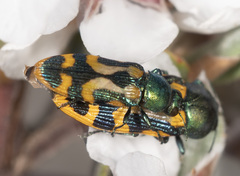 Castiarina flavopicta