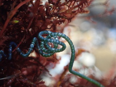 Chaetomorpha spiralis