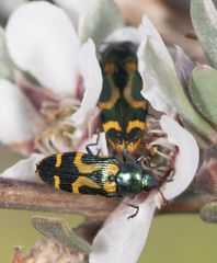 Castiarina flavopicta