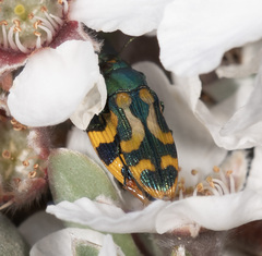 Castiarina flavopicta