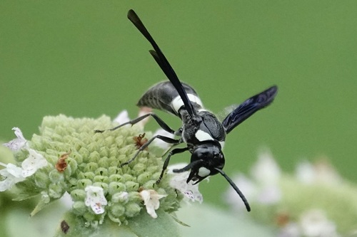 Four-toothed mason wasp