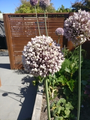 Allium porrum