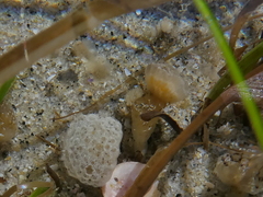 Distaplia