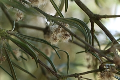 Olearia lineata