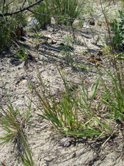 Cleistogenes squarrosa