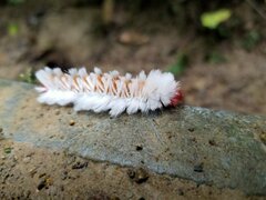 Neopreptos marathusa