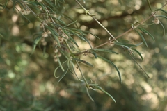 Olearia lineata