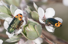 Castiarina ocelligera