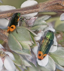 Castiarina ocelligera