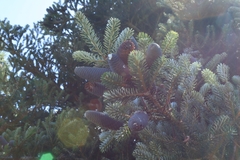 Abies koreana