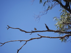 Aphelocephala leucopsis