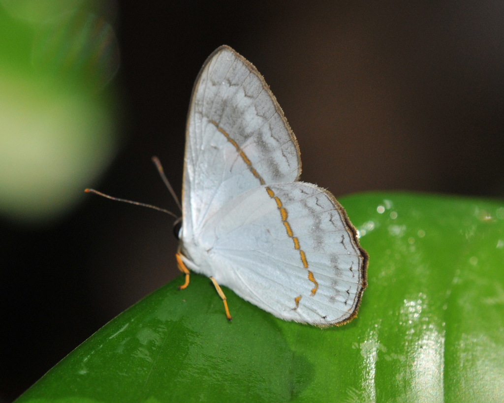 Euselasia archelaus